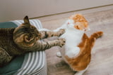 Stress bei Katzen Ursachen, Anzeichen und Lösungen